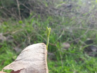 Butea monosperma seed sprout.  It is a species of Butea native. It is used for timber, resin, fodder, medicine, and dye. Other names include flame of-the forest, and bastard teak. Sprout of Palas.