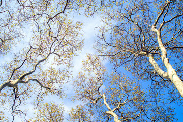 tree branches against blue sky background