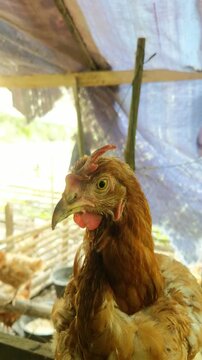 Lohmann Brown's cock relaxing in front