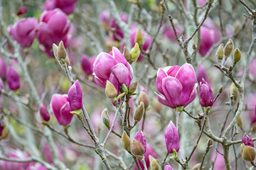Pink magnolia flower © ernest