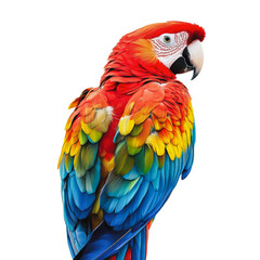 Naklejka premium PNG Colorful parrot perched on a white background