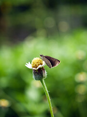 Close-up of small butterfly on a flower in the natural light on a beautiful morning. macro butterfly