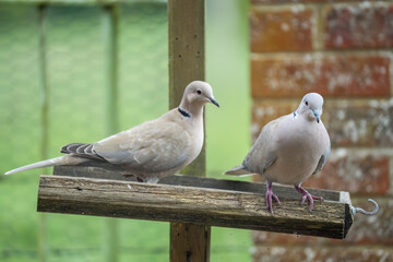 close-up of a pair of collared doves (Streptopelia Decaocto) checking out a wooden bird feeding tray