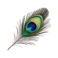 Obraz premium PNG Colorful peacock feather resting on white surface