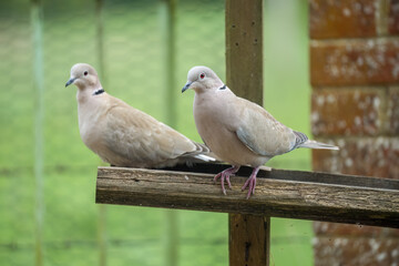 close-up of a pair of collared doves (Streptopelia Decaocto) checking out a wooden bird feeding tray