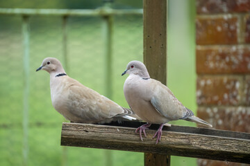 close-up of a pair of collared doves (Streptopelia Decaocto) checking out a wooden bird feeding tray