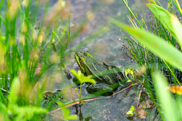 close up of a frog hiding in the grass in the pond in Poznan Poland