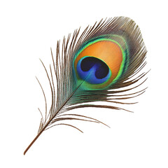 Fototapeta premium PNG Beautiful peacock feather on a white background