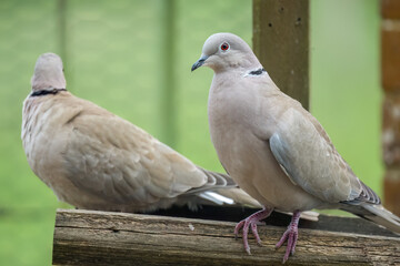 close-up of a pair of collared doves (Streptopelia Decaocto) checking out a wooden bird feeding tray