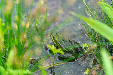 close up of a frog hiding in the grass in the pond in Poznan Poland