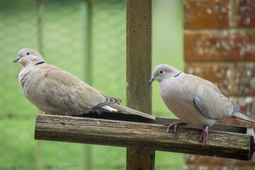 close-up of a pair of collared doves (Streptopelia Decaocto) checking out a wooden bird feeding tray