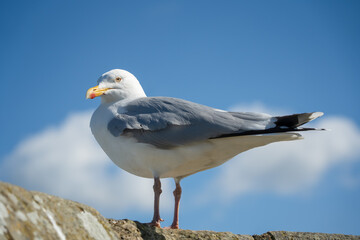 close-up portrait of a European Herring Gull (Larus argentatus)