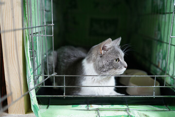 A cat in a shelter. Ordinary cats from the street caught in the shelter.  Sad cat in a cage....
