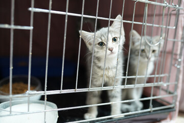 A cat in a shelter. Ordinary cats from the street caught in the shelter.  Sad cat in a cage....