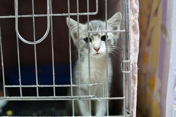 A cat in a shelter. Ordinary cats from the street caught in the shelter.  Sad cat in a cage....