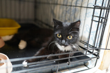 A cat in a shelter. Ordinary cats from the street caught in the shelter.  Sad cat in a cage. Homeless cat in a shelter