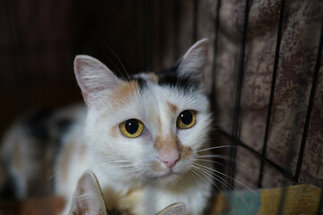 A cat in a shelter. Ordinary cats from the street caught in the shelter.  Sad cat in a cage....
