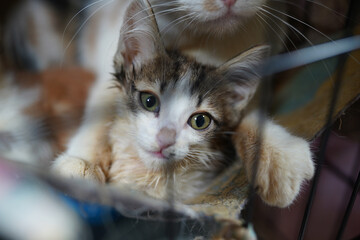 A cat in a shelter. Ordinary cats from the street caught in the shelter.  Sad cat in a cage. Homeless cat in a shelter