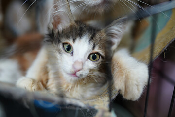 A cat in a shelter. Ordinary cats from the street caught in the shelter.  Sad cat in a cage....