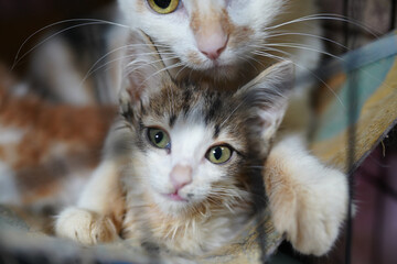 A cat in a shelter. Ordinary cats from the street caught in the shelter.  Sad cat in a cage....