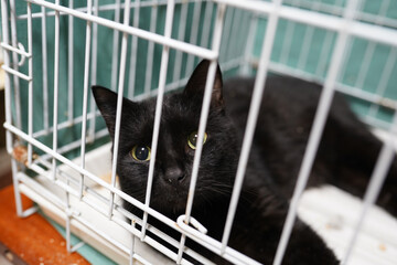 A cat in a shelter. Ordinary cats from the street caught in the shelter.  Sad cat in a cage. Homeless cat in a shelter