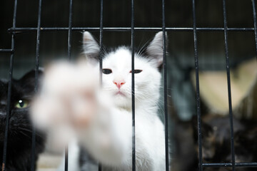 A cat in a shelter. Ordinary cats from the street caught in the shelter.  Sad cat in a cage....