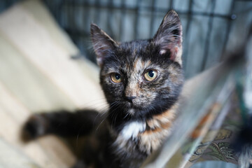 A cat in a shelter. Ordinary cats from the street caught in the shelter.  Sad cat in a cage. Homeless cat in a shelter