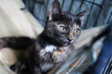 A cat in a shelter. Ordinary cats from the street caught in the shelter.  Sad cat in a cage....