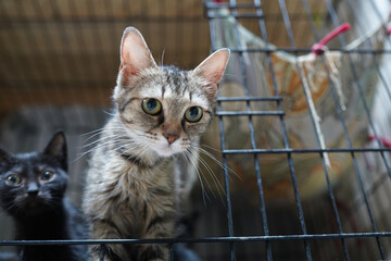 A cat in a shelter. Ordinary cats from the street caught in the shelter.  Sad cat in a cage....