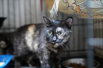 A cat in a shelter. Ordinary cats from the street caught in the shelter.  Sad cat in a cage....