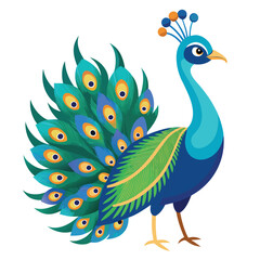 Obraz premium peacock with feathers