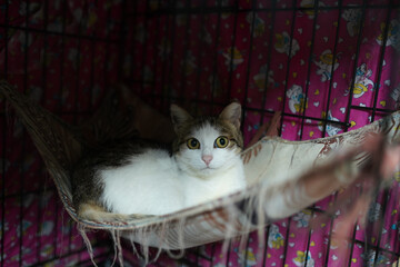 A cat in a shelter. Ordinary cats from the street caught in the shelter.  Sad cat in a cage....