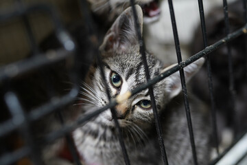A cat in a shelter. Ordinary cats from the street caught in the shelter.  Sad cat in a cage. Homeless cat in a shelter