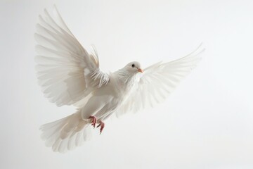 Obraz premium A small white bird soaring through the air with its wings spread wide