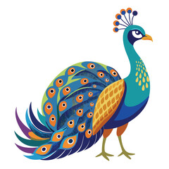 peacock isolated on white