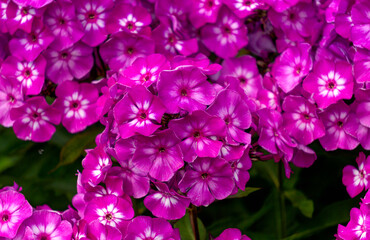 Background of lilac phlox inflorescences.