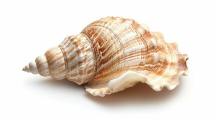 Obraz premium A large seashell with spiral beige and brown stripes against a white background. Dark brown stripes loop around, creating a 3D effect. Top smooth, bottom textured. Tranquil setting showcases beauty.