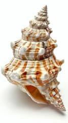 Obraz premium Close-up of a large spiral seashell with tan color and striped patterns on a white background. Identified as a Turbinidae snail shell, showcasing its beauty and structure.