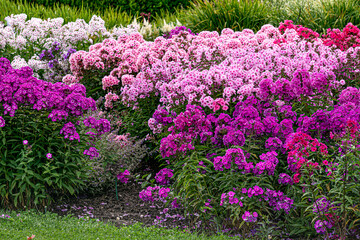 Obraz premium Bushes of multi-colored phlox, garden decoration.