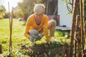 Fototapeta premium Happy senior woman gardening in her yard. She is is planting a flower. 