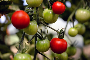Kleine reife und unreife Cocktailtomaten im eigenen Garten