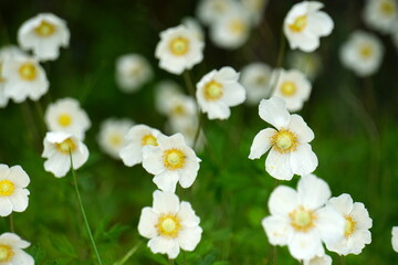 Fototapeta premium white anemones on field during summer. White wild flowr background. White flowers blooming on dark green background