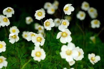 white anemones on field during summer. White wild flowr background. 
White flowers blooming on dark green background