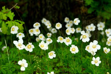 white anemones on field during summer. White wild flowr background. 
White flowers blooming on dark green background