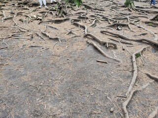 Roots of Pine trees in Kodaikanal, India