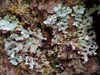 Macro image of Algae on the tree