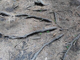 Roots of pine trees in pine forest at Kodaikanal