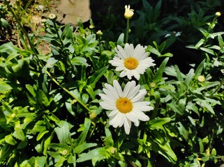 Leuanthemum or white daisy flower in the garden