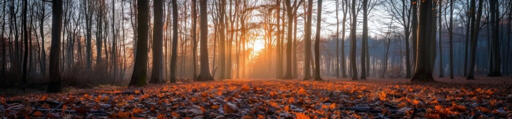 Sunset Glowing Through Trees in Autumn Forest at Dusk