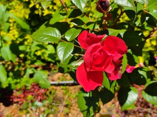 red rose in garden